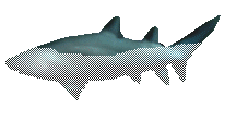 Tiburón  
