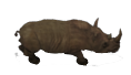 Rinoceronte Salvaje